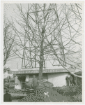 Fairgrounds - Landscaping - Transplanting tree