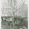 Fairgrounds - Landscaping - Transplanting tree