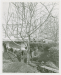 Fairgrounds - Landscaping - Transplanting tree