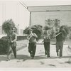 Fairgrounds - Landscaping - Removing protective hay