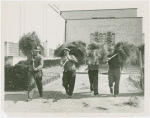 Fairgrounds - Landscaping - Removing protective hay