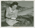 Firestone - Woman feeding hippopotamus at Firestone Zoo