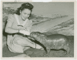 Firestone - Woman feeding hippopotamus at Firestone Zoo