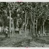Firestone - Exhibits - Diorama of rubber plantation