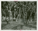 Firestone - Exhibits - Diorama of rubber plantation
