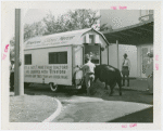 Firestone - Mercer the Bull - Walking into trailer