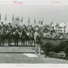 Firestone - Mercer the Bull - With Grover Whalen and mounted guard