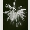 Fireworks - Fireworks