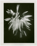 Fireworks - Fireworks