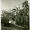 Florida Participation - Men loading banana tree in wagon for Fair