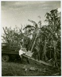Florida Participation - Men loading banana tree in wagon for Fair
