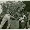 Florida Participation - Men moving an orange tree