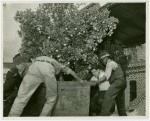 Florida Participation - Men moving an orange tree