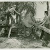 Florida Participation - Men loading palm tree onto trailer for Fair