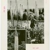 Gardens on Parade - Man with foxtail lilies