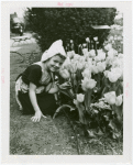 Gardens on Parade - Dutch Folk Dancer in costume by tulip bed