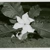 Gardens on Parade - Kitten lying under magnolia blossom