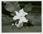 Gardens on Parade - Kitten lying under magnolia blossom