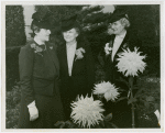 Gardens on Parade - Jane Todd, Pearl Bridgun and Harriet Barnes Pratt with dahlia blooms