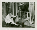 General Electric - Man testing bull with sound level meter