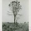 Great Britain Participation - Building - Construction - Worker with tree on site