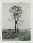 Great Britain Participation - Building - Construction - Worker with tree on site