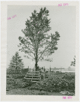 Great Britain Participation - Building - Construction - Worker with tree on site
