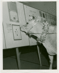 Great Britain Participation - Stamp Exhibit - Elsie the Cow looks at stamps