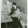 Great Britain Participation - Stamp Exhibit - Ernest Kehr showing Elsie the Cow stamps