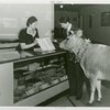 Great Britain Participation - Stamp Exhibit - Ernest Kehr and woman showing Elsie the Cow a book