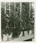Heinz - Chemi-culture tomato plants