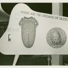 Medicine and Public Health - Exhibit on taste