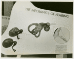 Medicine and Public Health - Exhibit on mechanics of hearing