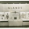 Medicine and Public Health - Exhibit on glands