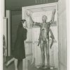 Medicine and Public Health - Woman looking at model of transparent man