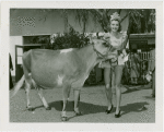 New Jersey Participation - State fair beauty queen with prize cow