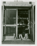 New York World's Fair - National Advisory Committees - Building - Penguins at front door