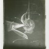 New York Zoological Society - Bathysphere and fish