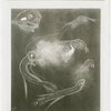 New York Zoological Society - Shrimp