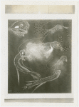 New York Zoological Society - Shrimp