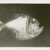 New York Zoological Society - Silver hatchetfish