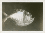 New York Zoological Society - Silver hatchetfish