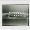 New York Zoological Society - Luminous organs of deep sea fish