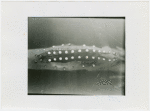 New York Zoological Society - Luminous organs of deep sea fish