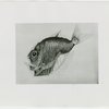 New York Zoological Society - Silver transparent fish