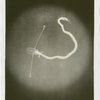 New York Zoological Society - Stalk-eyed deep sea fish