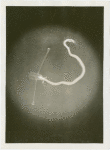 New York Zoological Society - Stalk-eyed deep sea fish