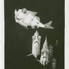 New York Zoological Society - Silver hatchetfish