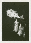 New York Zoological Society - Silver hatchetfish