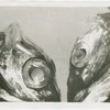 New York Zoological Society - Two Silver hatchetfish